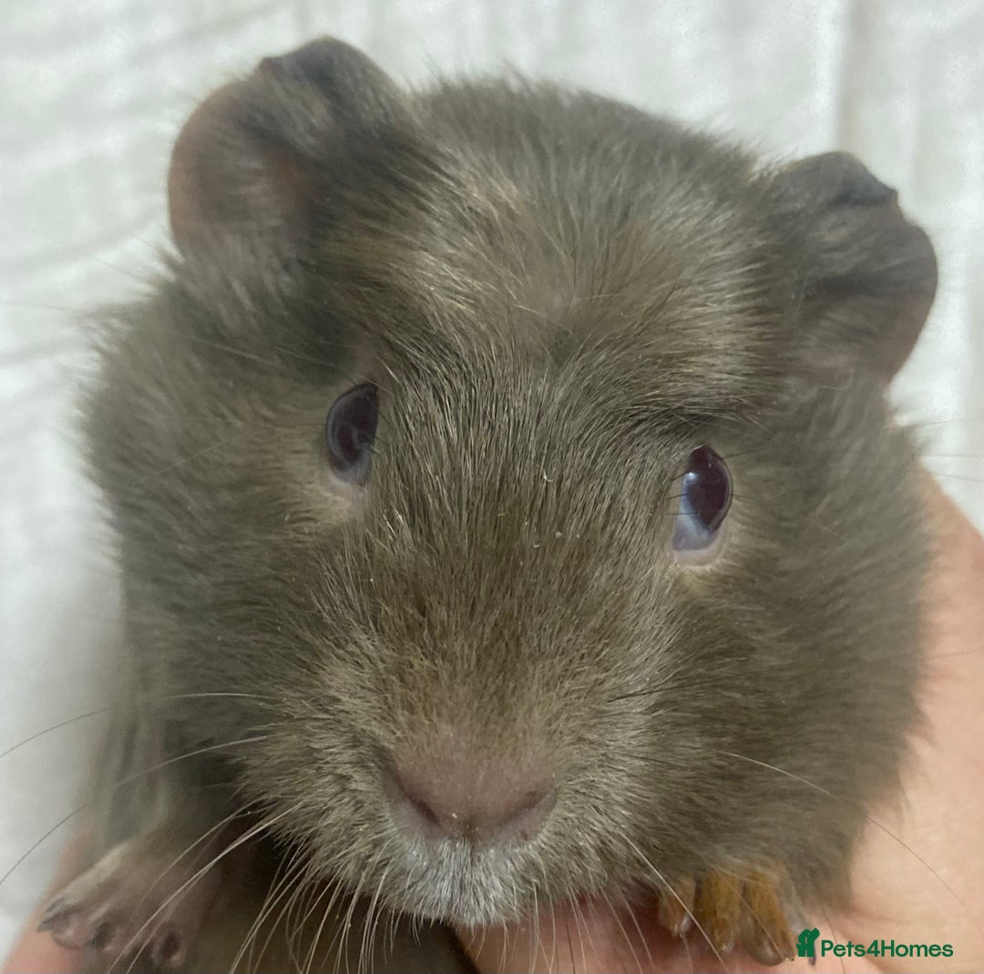 Guinea Pig rodents for sale: Baby Female Guinea Pigs For Sale  - Advert 4