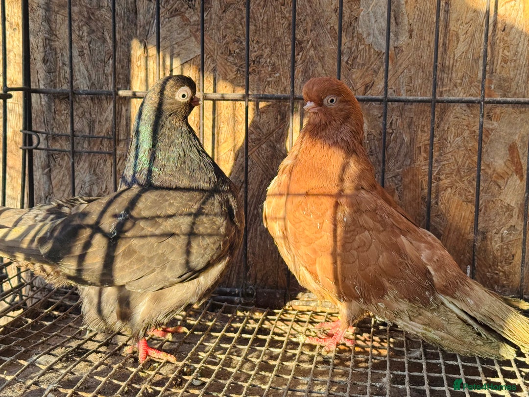 Pigeons birds for sale: RARE ENGLISH SHORTFACE TUMBLERS - Advert 19