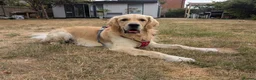 Golden Retriever dogs for sale: Golden retriever  - Advert 1
