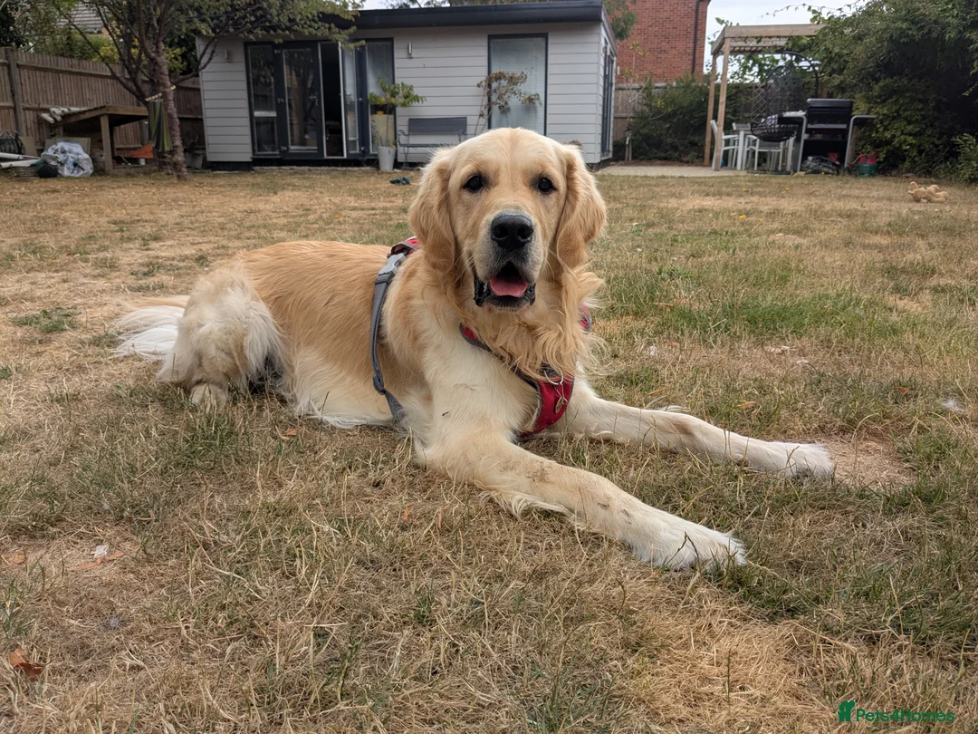 Golden Retriever dogs for sale: Golden retriever  - Advert 1