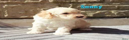 Goldendoodle dogs for stud: Exceptional Rare Colour GoldenDoodle Stud - Advert 8