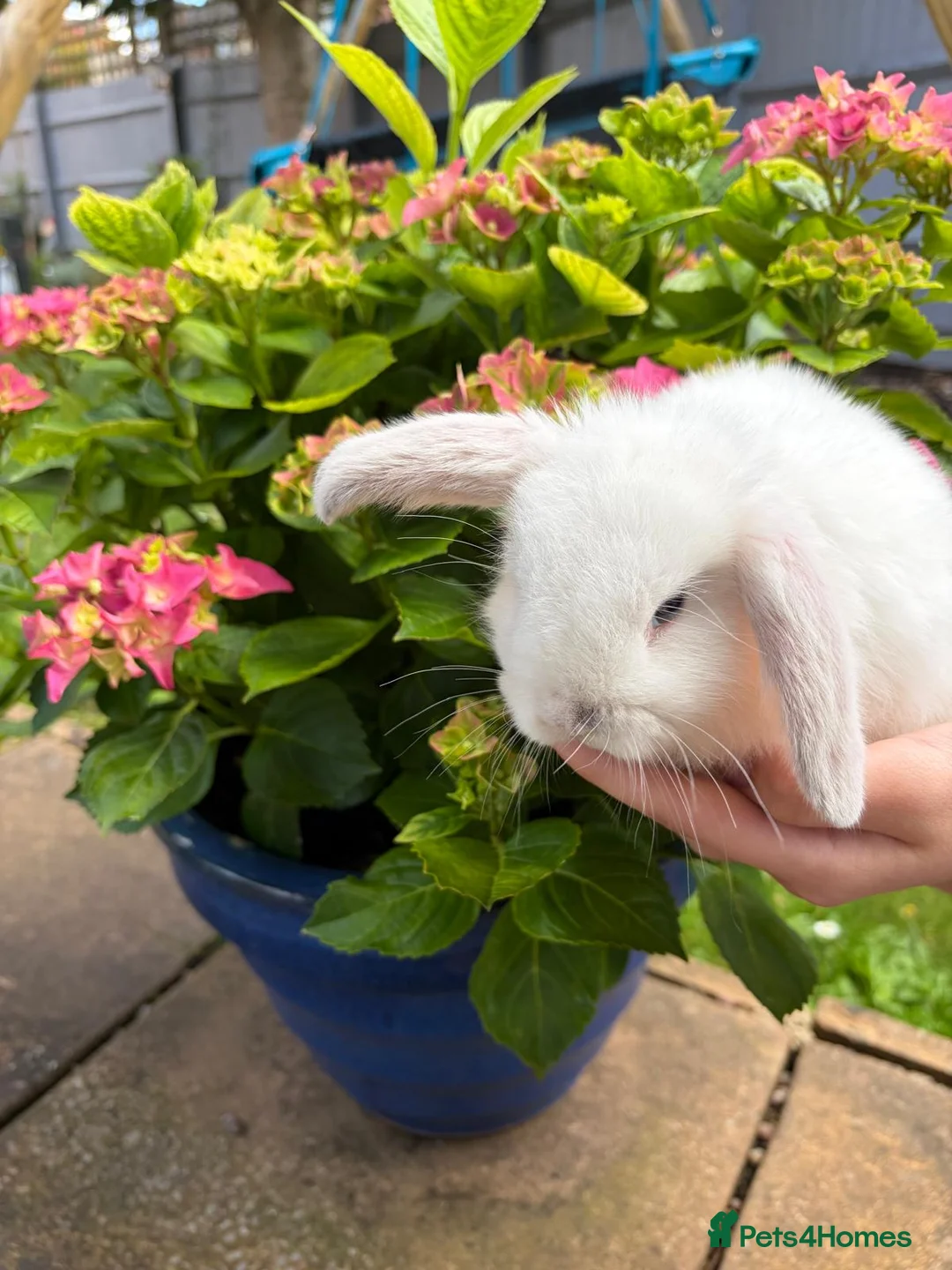 Mini Lop rabbits for sale: 4 beautiful mini lops - Advert 1