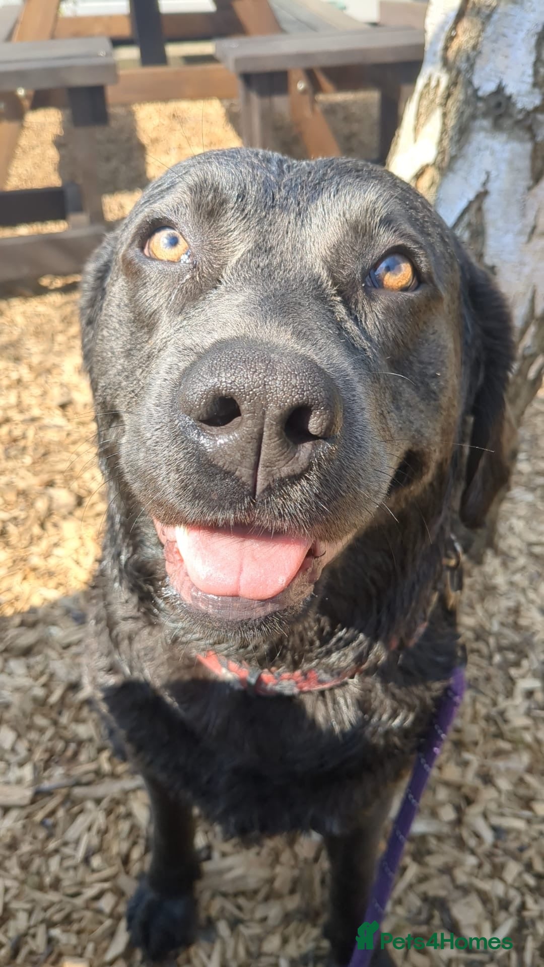 Labrador Retriever dogs for sale: Silver Labrador puppies  - Advert 5