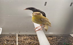 Canaries birds for sale: The Takeley roso canary is here 🙌  - Image 4