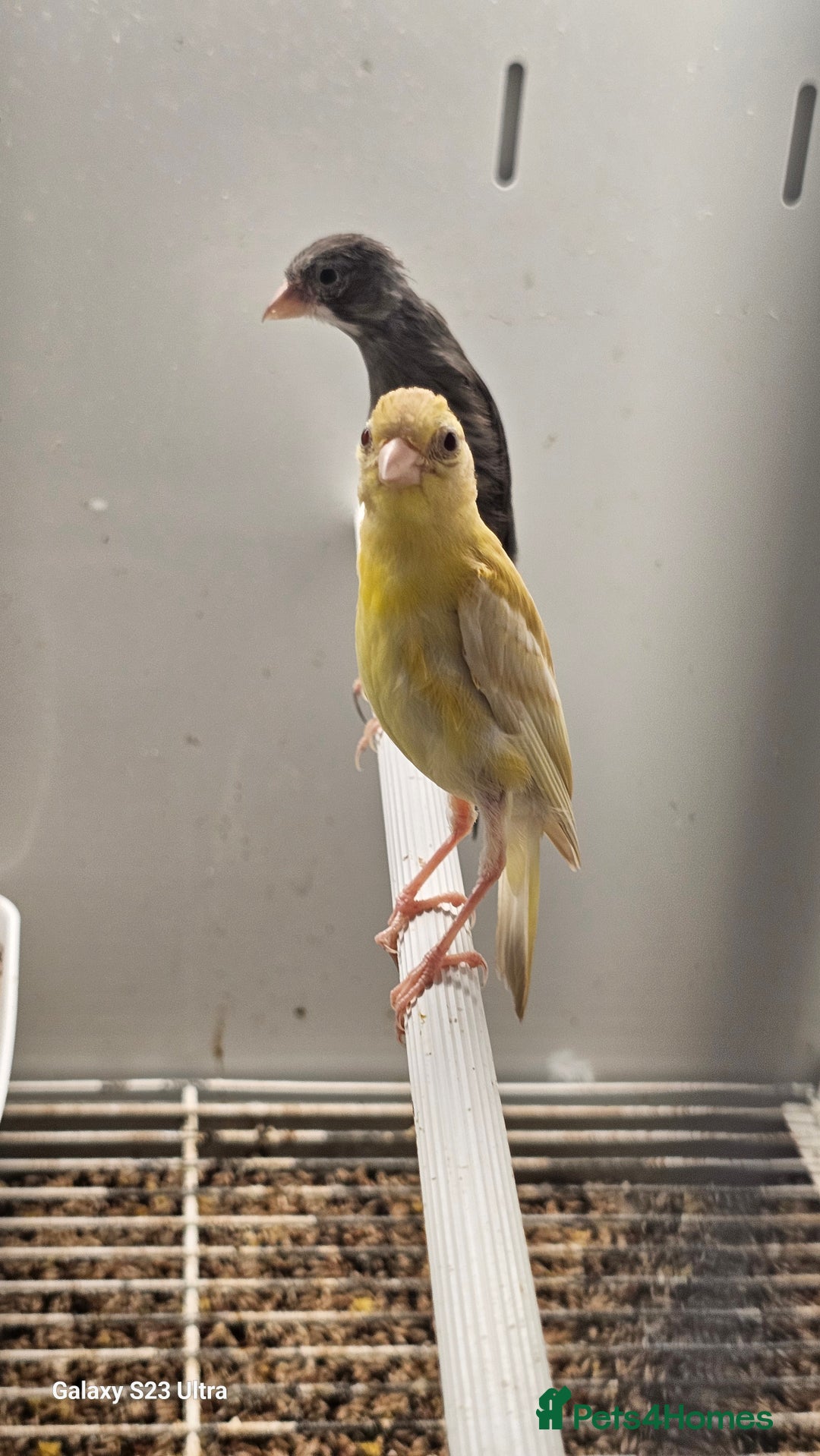 Canaries birds for sale: The Takeley roso canary is here 🙌  - Image 4