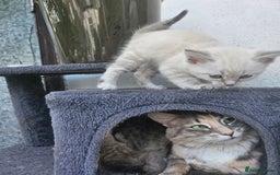 Maine Coon cats for sale: Beautiful kittens 😸  - Image 5