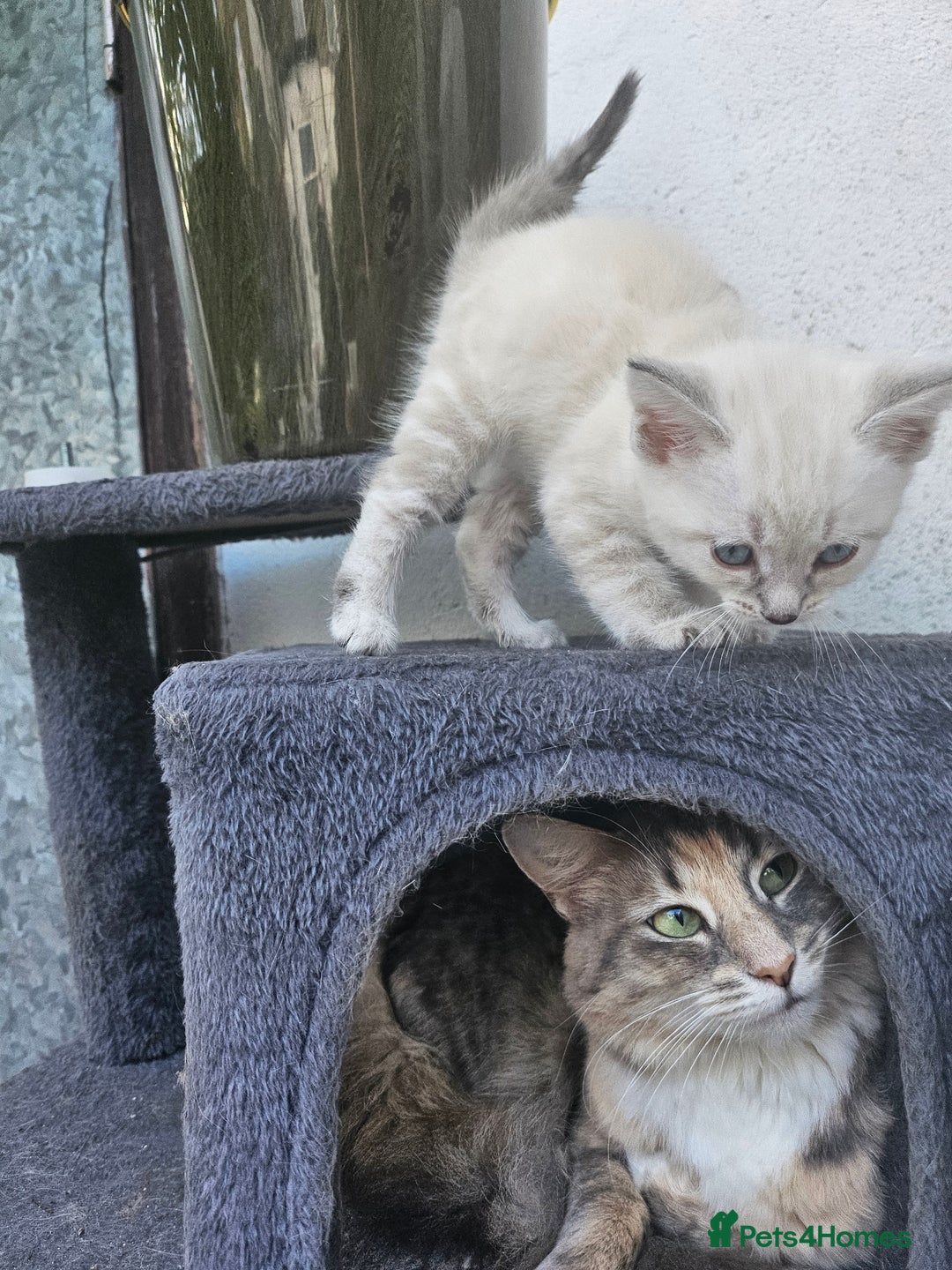 Maine Coon cats for sale: Beautiful kittens 😸  - Image 5