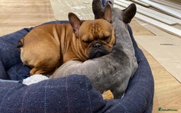 French Bulldog dogs for sale: Rare KC French bulldogs - champion lines  - Image 24