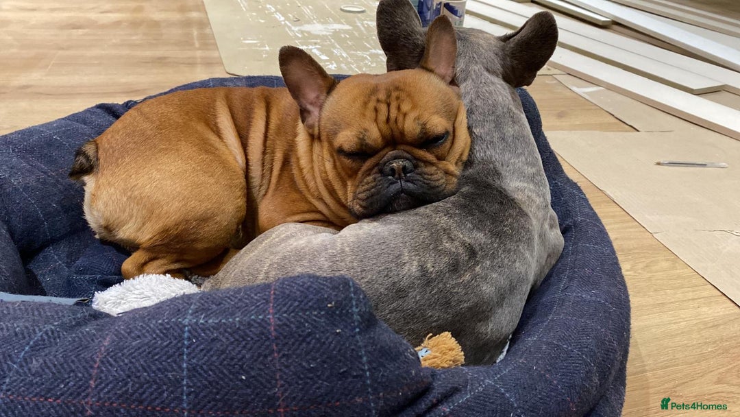 French Bulldog dogs for sale: Rare KC French bulldogs - champion lines  - Image 24