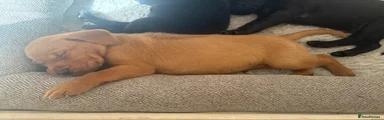 Labrador Retriever 4