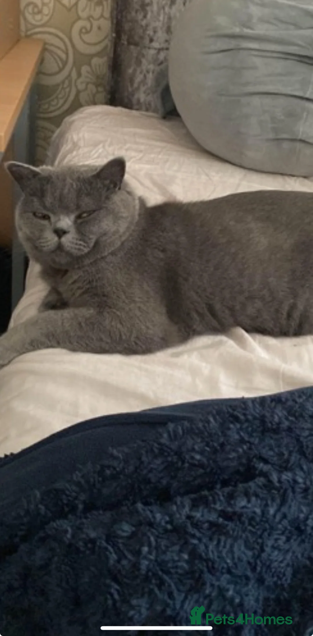 British Shorthair cats for sale: Grey British shorthair adult cat in Blackburn - Advert 2