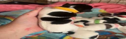 Jack Russell dogs for sale: Jack Russel puppies - Advert 4