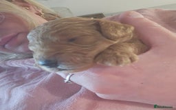 Cockapoo dogs for sale: Toy f1b cokapoos  - Image 3