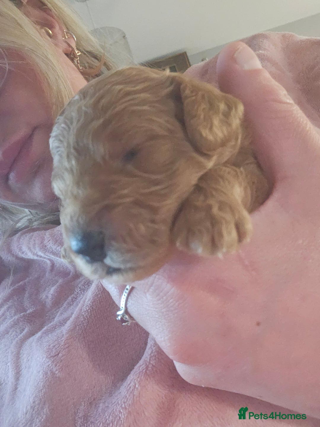 Cockapoo dogs for sale: Toy f1b cokapoos  - Image 3