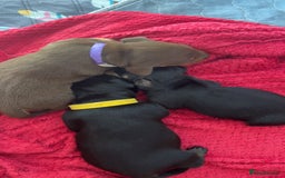 Dachshund dogs for sale: Beautiful dachshund puppies - Image 7