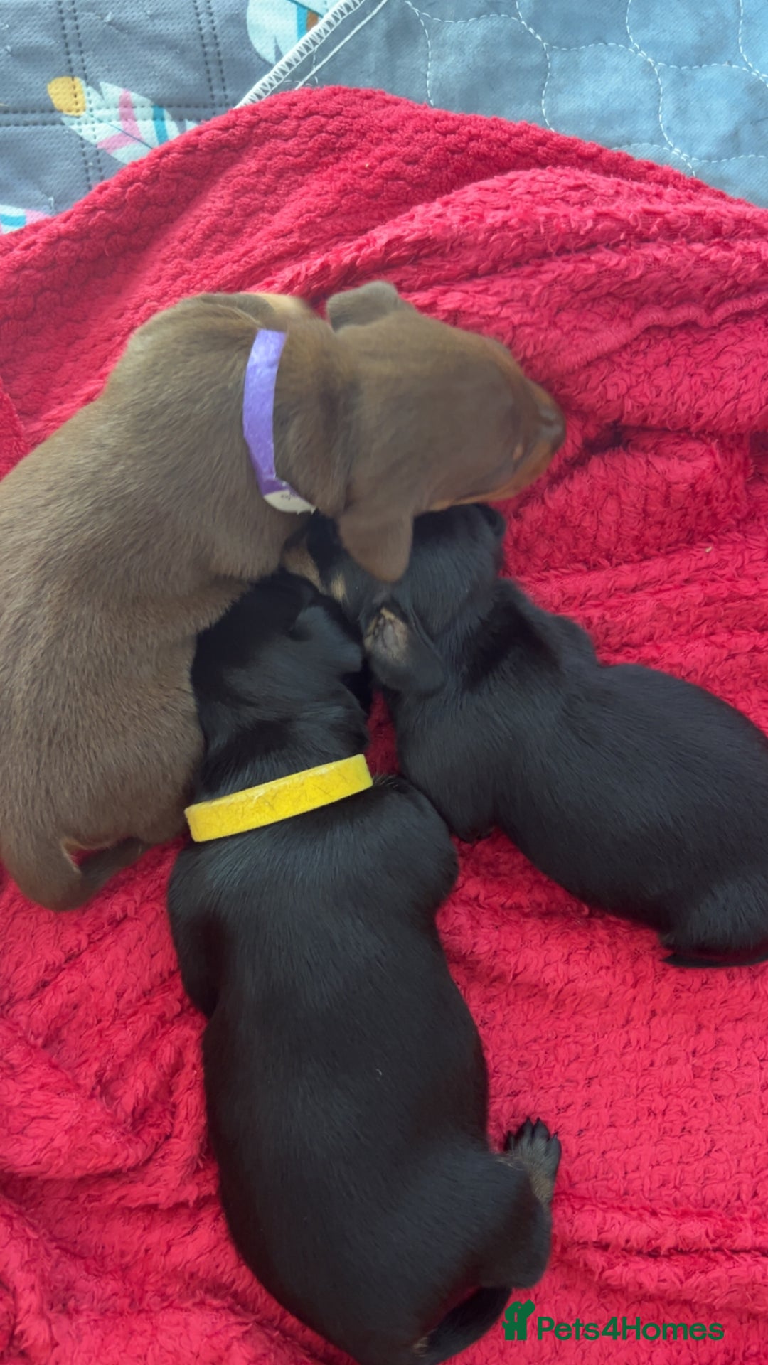 Dachshund dogs for sale: Beautiful dachshund puppies - Image 7