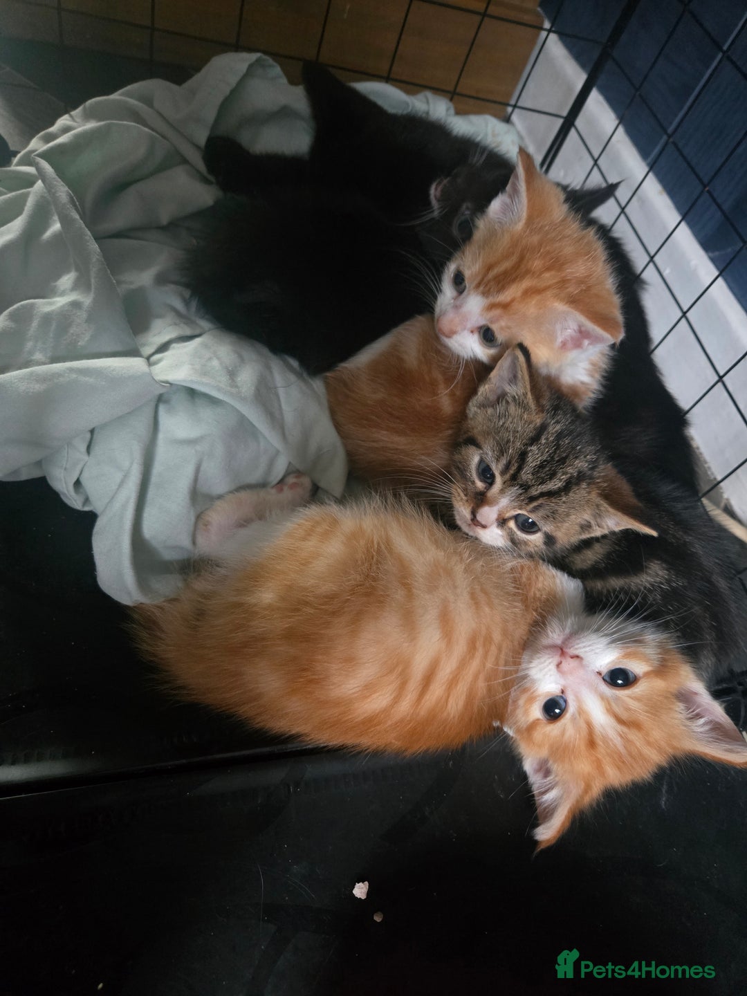 British Shorthair cats for sale: Adorable kittens - Advert 15