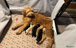 Mixed Breed dogs for sale: Goldador - Advert 14