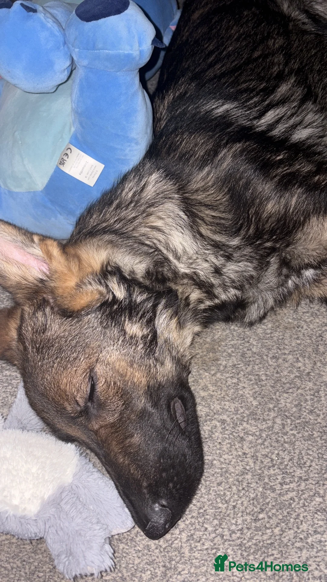 German Shepherd dogs for sale: Male german shepherd  - Advert 13