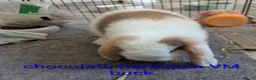 Mini Lop rabbits for sale: Pure bred minilops - Advert 7