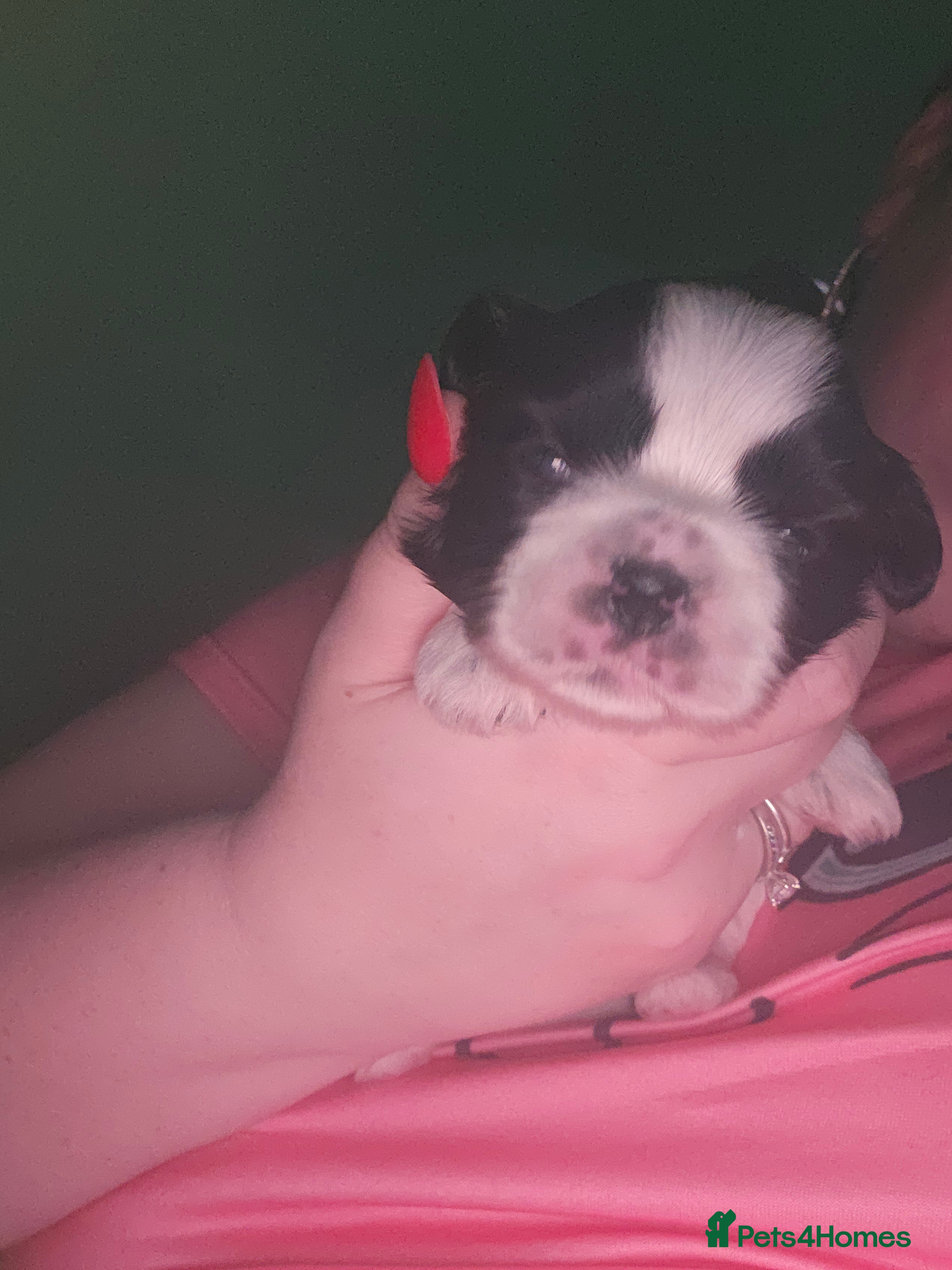 Shih Tzu dogs 💞 Gorgeous Shih Tzu Boy Puppies 💞 - Advert 3