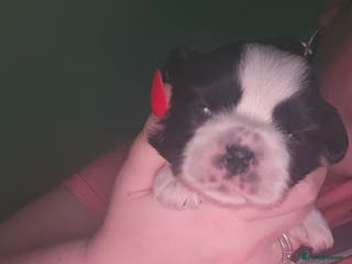 Shih Tzu dogs 💞 Gorgeous Shih Tzu Boy Puppies 💞 - Advert 3