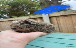 Guinea Pig rodents for sale: Litter of baby guinea pigs for sale  - Image 3