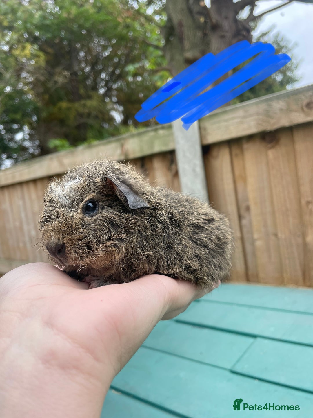 Guinea Pig rodents for sale: Litter of baby guinea pigs for sale  - Image 3
