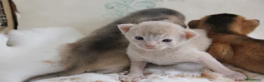🤎 Kitten 2 – Fawn Abyssinian Female