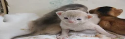 Abyssinian cats for sale: Stunning Abyssinian Kittens – TICA Registered 🐾 - Advert 2