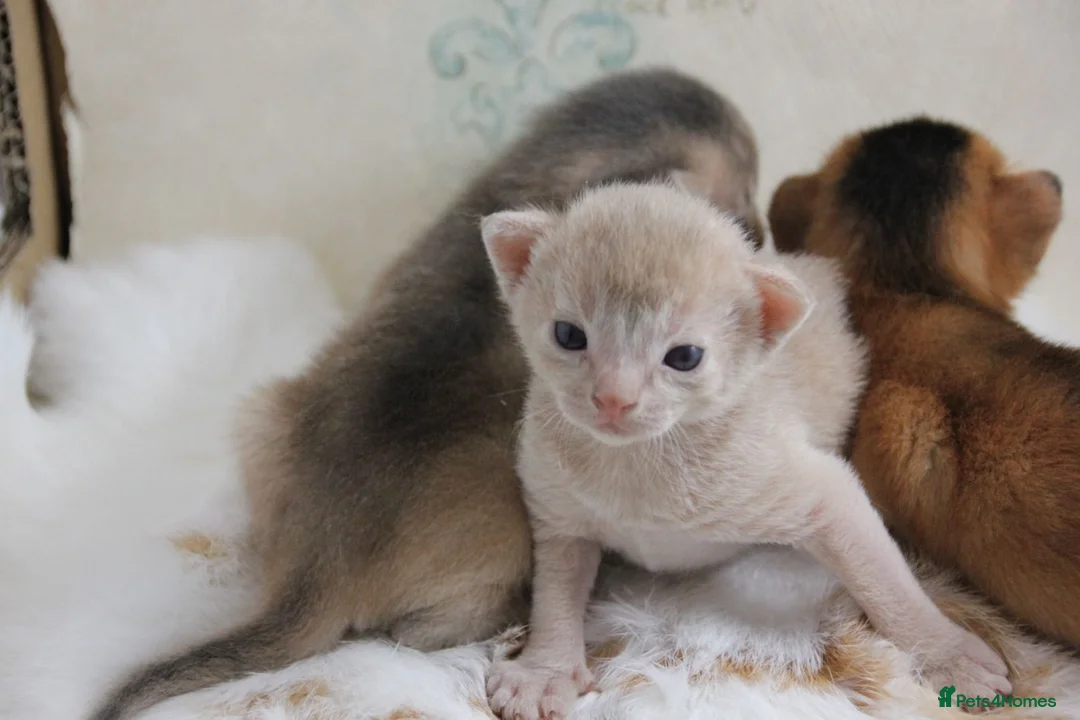 Abyssinian cats for sale: Stunning Abyssinian Kittens – TICA Registered 🐾 - Advert 2