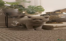 British Shorthair cats for sale: STUNNING BSH LILAC KITTENS 3 MALES/1 FEMALE  - Advert 3