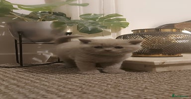 British Shorthair cats STUNNING BSH LILAC KITTENS 3 MALES/1 FEMALE  - Advert 13