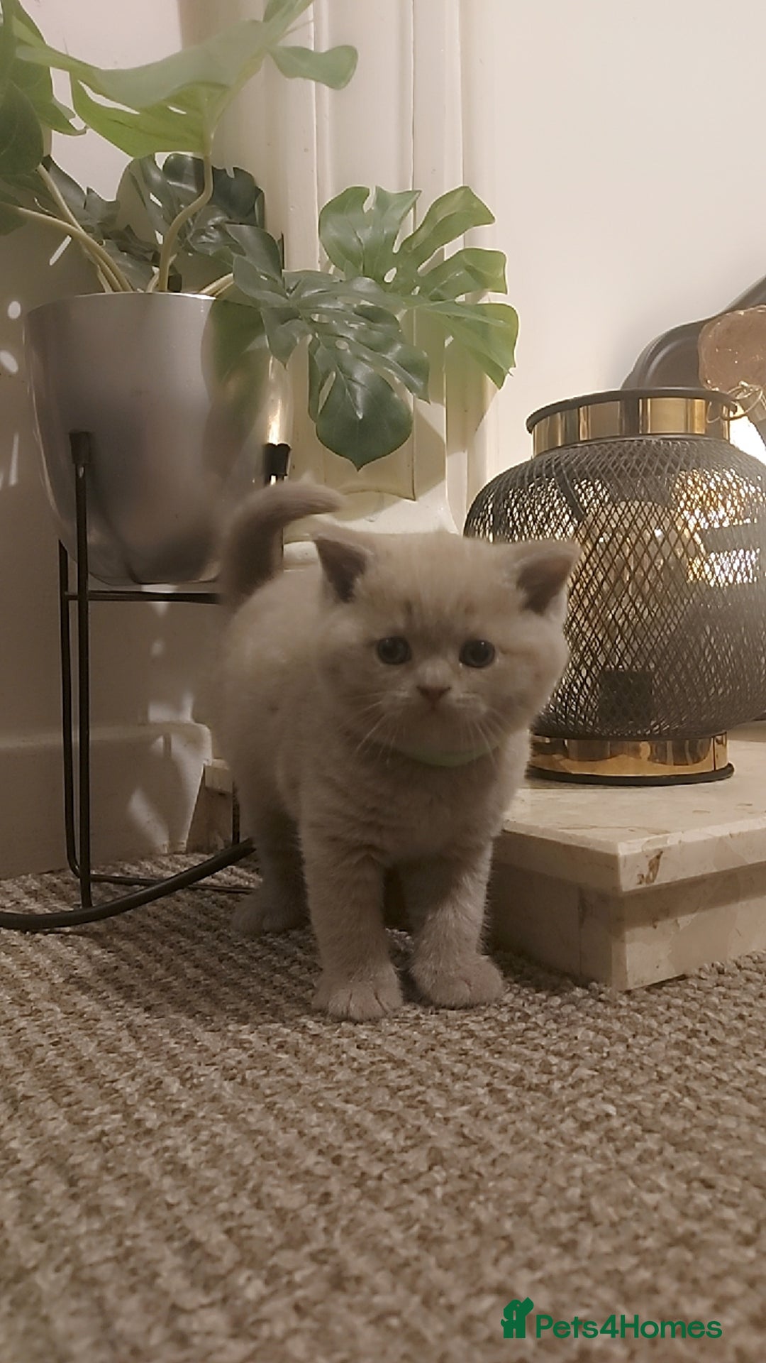 British Shorthair cats for sale: STUNNING BSH LILAC KITTENS 3 MALES/1 FEMALE  - Advert 3