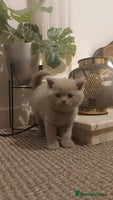 British Shorthair cats STUNNING BSH LILAC KITTENS 3 MALES/1 FEMALE - Advert 5