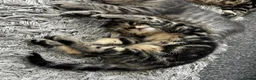 Mixed Breed cats for sale: Beautiful tabby kittens for new homes🐈🐈🐈‍⬛ - Advert 2