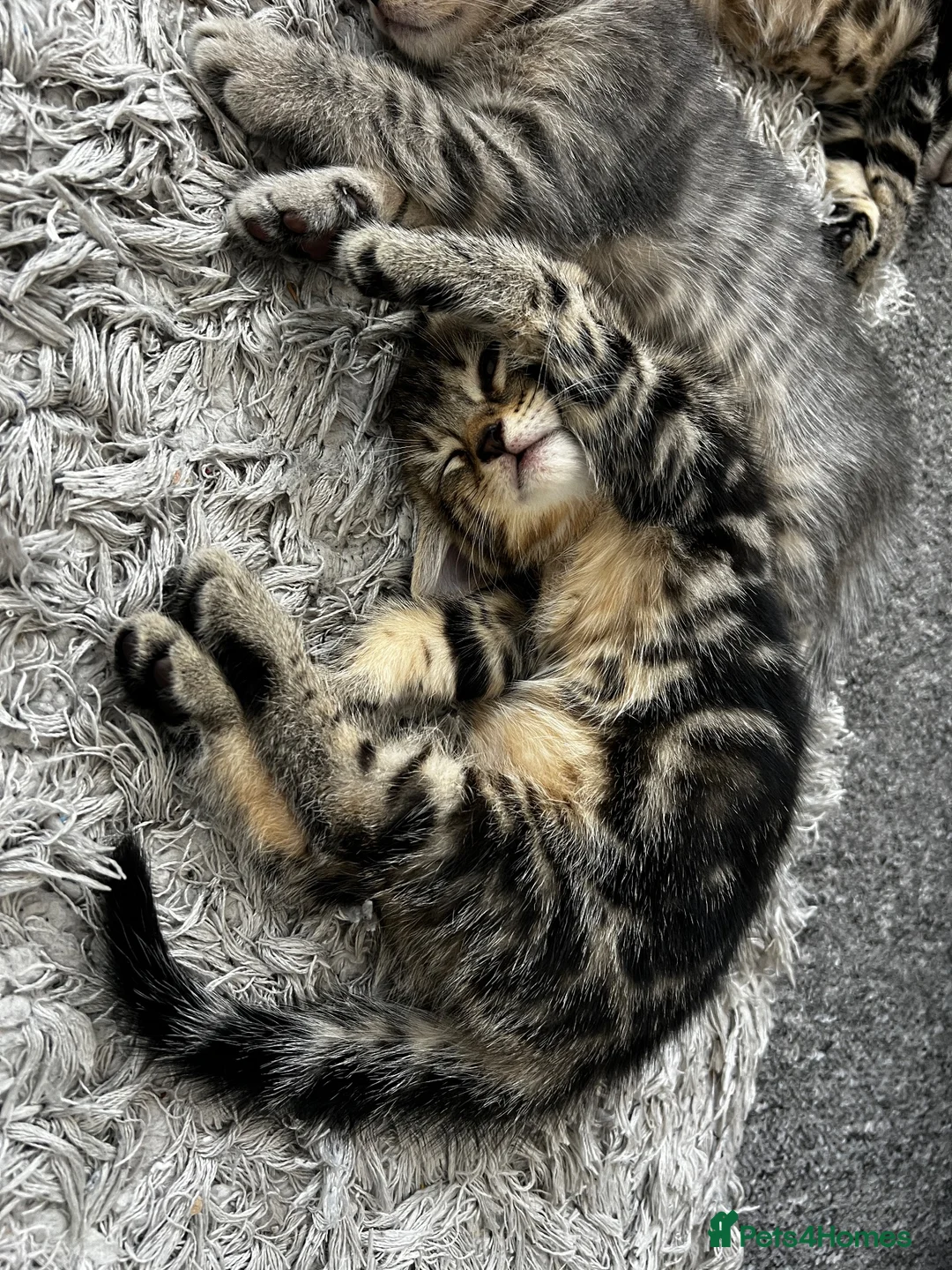 Mixed Breed cats for sale: Beautiful tabby kittens for new homes🐈🐈🐈‍⬛ - Advert 2