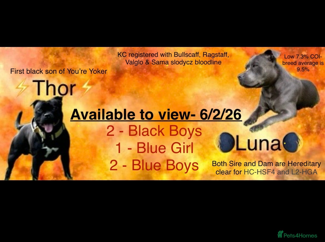 Staffordshire Bull Terrier dogs Blue & Black Staffordshire bull terrier pups - Advert 1