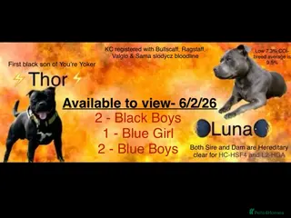 Staffordshire Bull Terrier dogs Blue & Black Staffordshire bull terrier pups - Advert 1