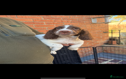 English Springer Spaniel dogs for sale: IRFTCH sired kc ESS - Image 4