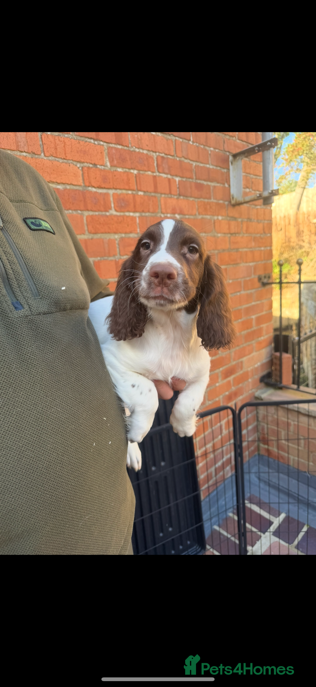English Springer Spaniel dogs for sale: IRFTCH sired kc ESS - Image 4
