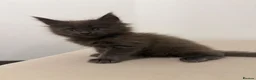 Maine Coon cats for sale: Pedigree GCCF Russian Kazakhstan import line - Advert 24