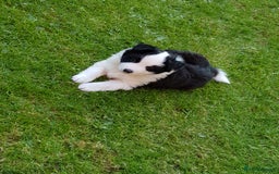 Border Collie dogs for stud: Borderlair Tip for the Top (Tip) - Advert 12