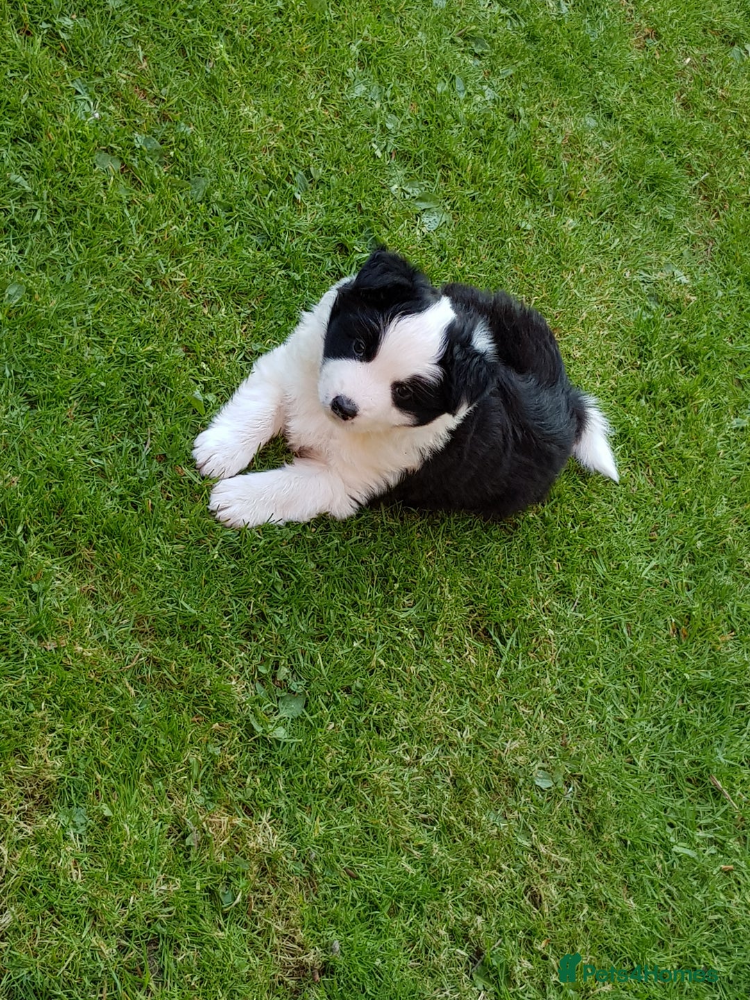 Border Collie dogs for stud: Borderlair Tip for the Top (Tip) - Advert 12