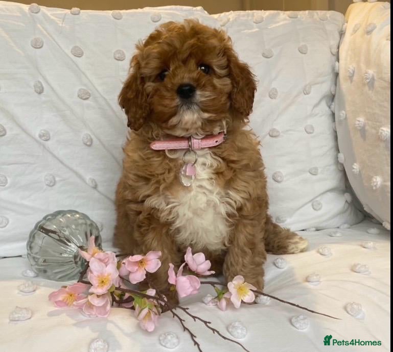 Cavapoo dogs Cavapoo babies ready to go  - Advert 1