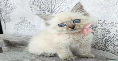 Siberian cats - Advert 6