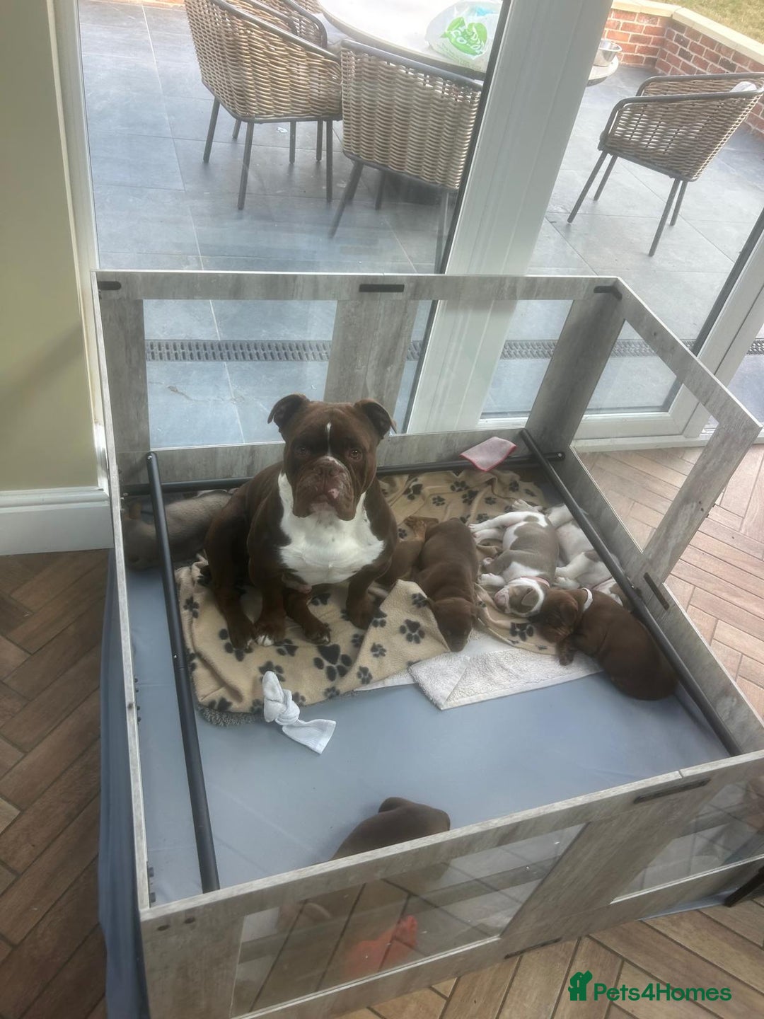 Olde English Bulldogge dogs for sale: Olde English Bulldog Puppies - Image 1