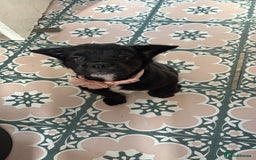 Mixed Breed dogs for sale: 17 week girl Callie  - Image 1