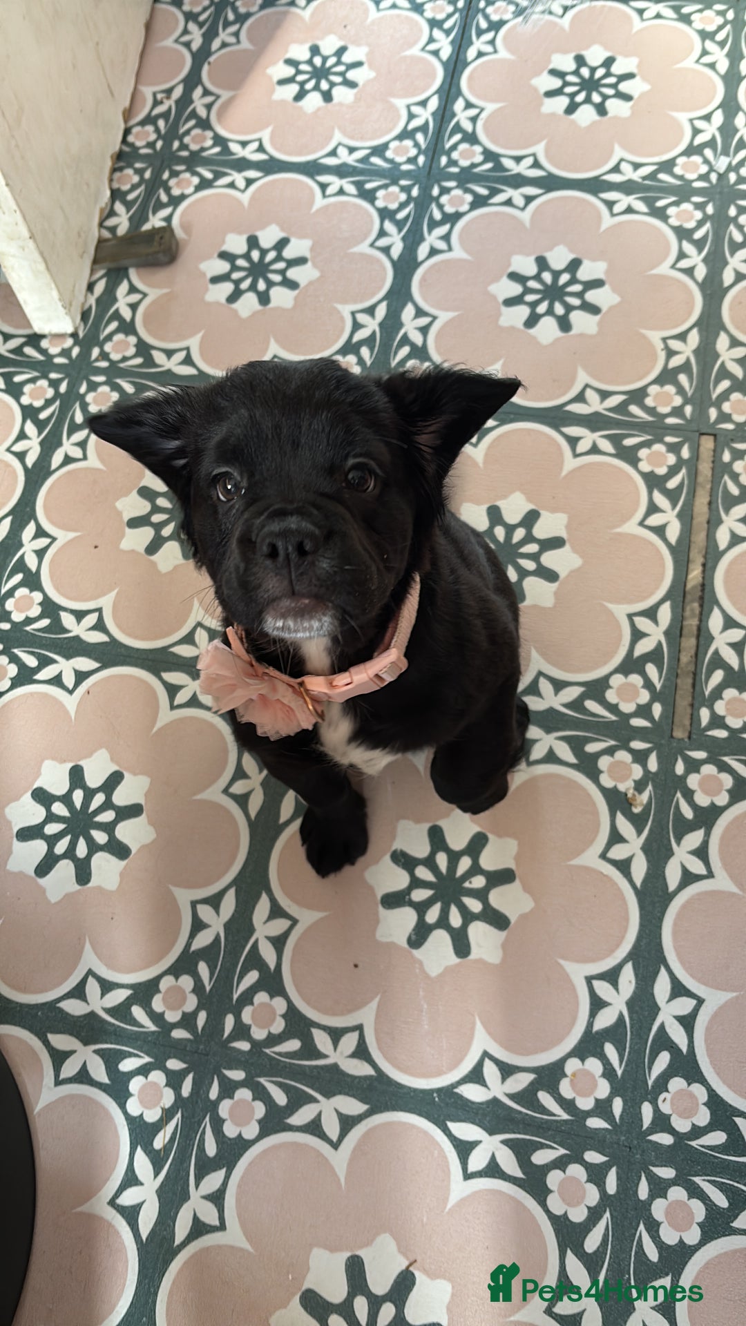 Mixed Breed dogs for sale: 17 week girl Callie  - Image 1