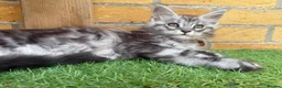 Maine Coon cats for sale: Black smoke Maine coon kittens champion blood line - Advert 15